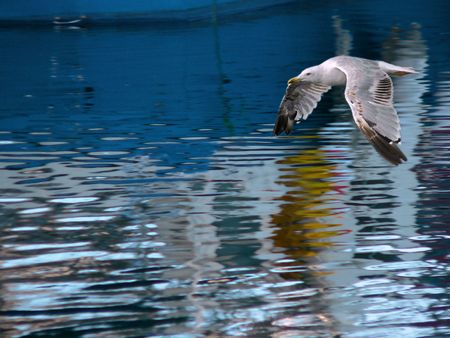 Seagull in flightの写真素材