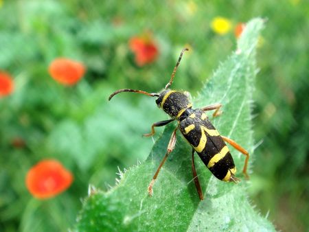  Clytus beetle                             の写真素材