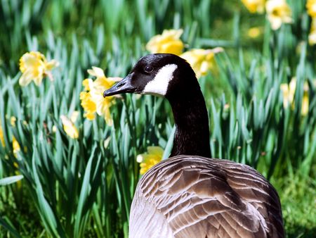 Canada goose among flowersの写真素材