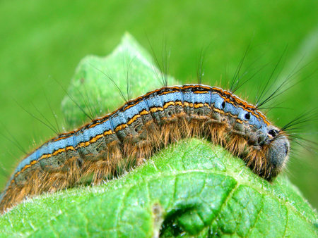 Caterpillar on leaf                               の写真素材