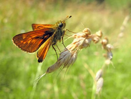 Large skipper butterfly on grassの写真素材