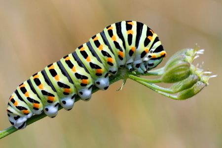 Caterpillar of swallowtailの写真素材