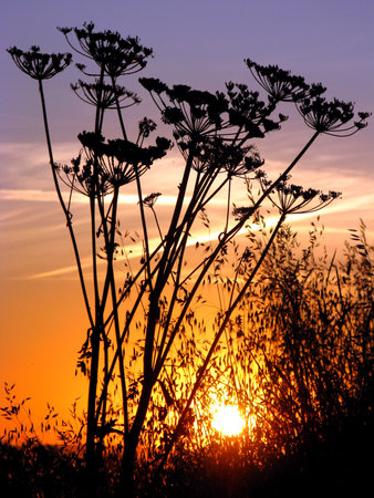 Large grass in the sunset