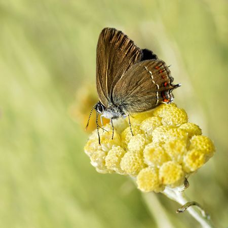 Butterfly on yellow flowerの写真素材