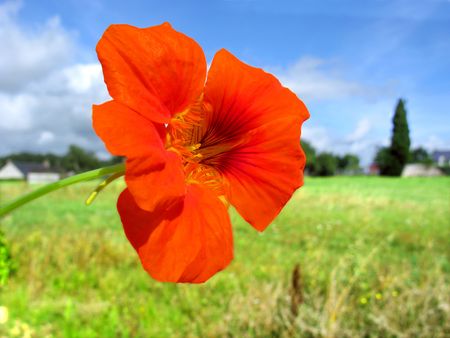 Red nasturtium flowerの写真素材
