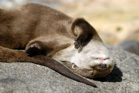 Closeup small-clawed otter (Aonyx cinerea) sleeping on rockの写真素材