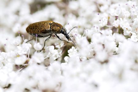 Macro of weevil insect on white umbellifer flowerの写真素材