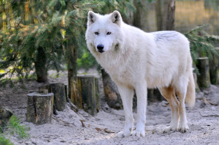 Closeup of white Arctic Wolf (Canis lupus arctos) standing on sand in the forest 