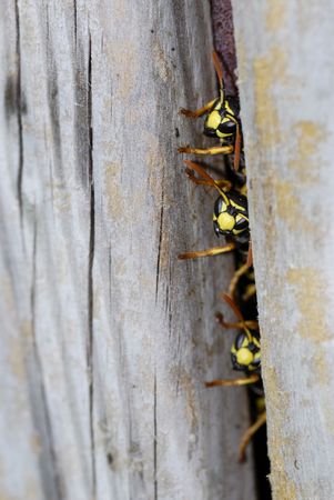 Macro of three wasps at the entrance to the nestの写真素材