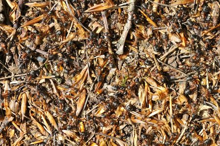 Closeup of  anthill with black and red ants also known as the southern wood ant or horse ant (Formica rufa) seen on topの写真素材