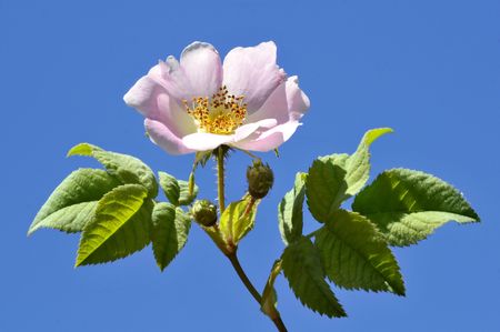 Closeup Dog rose (Rosa canina) flower on blue sky backgroundの写真素材