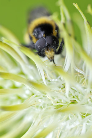 Macro front bee feeding in flower,