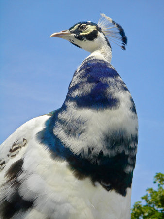 Closeup of female Indian Peafowl (Pavo cristatus), seen of face, on blue sky background                               の写真素材