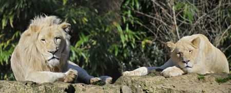 Panoramic of lion and lioness (Panthera leo) lying on rockの写真素材