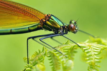 Macro of female damselfly (calopteryx virgo) on leaf fern seen of profileの写真素材