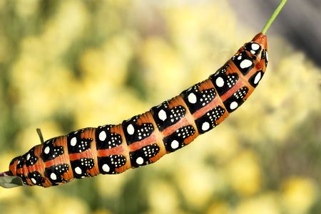 Macro caterpillar of Spurge Hawk-moth (Hyles euphorbiae) on stem seen from aboveの写真素材