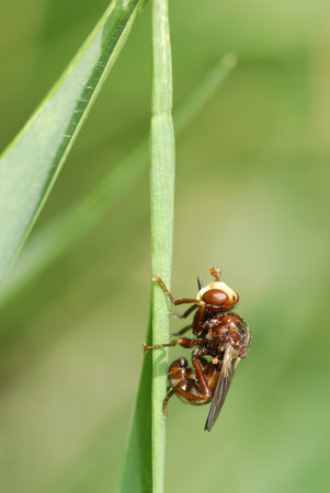 Macro of profile fly (Diptera) on grass