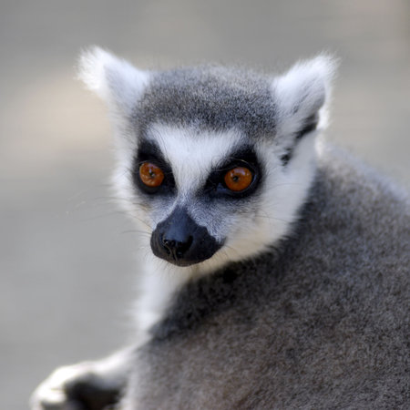 Portrait ring-tailed Lemur (Lemur catta)