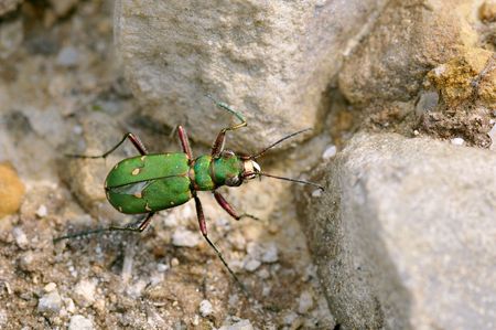Macro Green Tiger Beetle (Cicindela campestris) on pebbles seen on topの写真素材