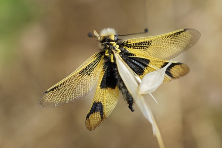 Macro owl-fly (Libelloides longicornis) on a grass seen from belowの写真素材