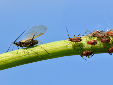 Macro of gnat and aphids on stem on blue sky background
