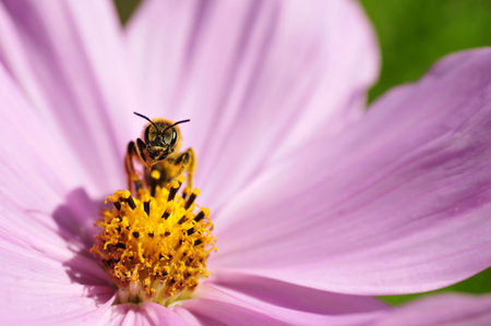 Hymenoptera of genus bee front view on the heart of pink cosmos flower