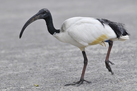 African sacred ibis (Threskiornis aethiopicus), view of profile and walkingの写真素材
