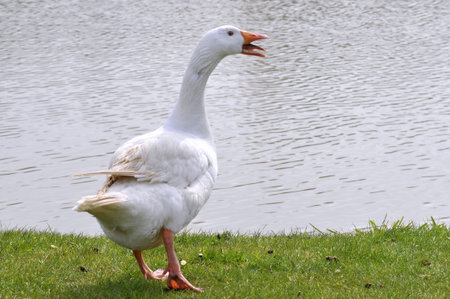 White goose (Anser anser domesticus) near pond, beak open showing the tongue