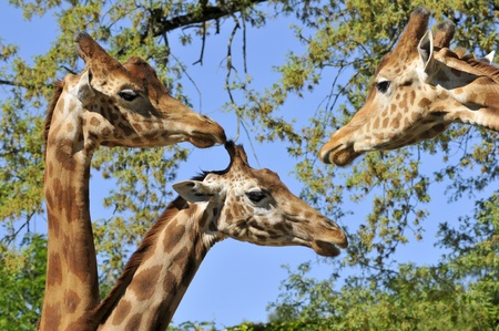 Closeup three giraffes (Giraffa camelopardalis) on foliage and sky background の写真素材