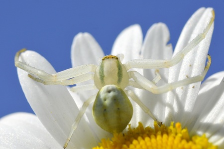 Macro of crab spider (Misumena vatia) on petal daisy flower on blue sky background の写真素材