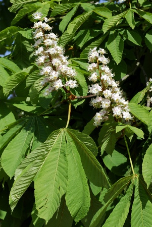 Closeup of two white flowers of buckeye (Aesculus hippocastanum) among the leavesの写真素材
