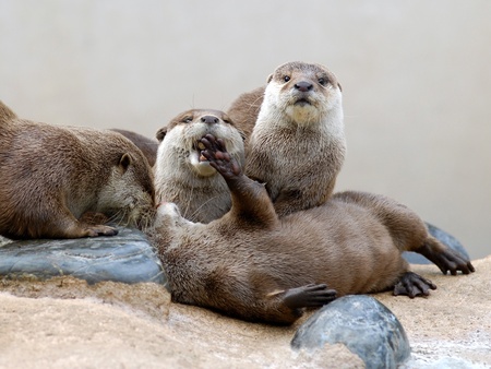 Closeup group small-clawed otter (Aonyx cinerea) on rocksの写真素材