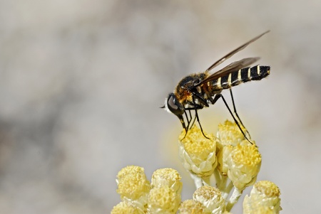 Macro of profile fly feeding on yellow flowerの写真素材