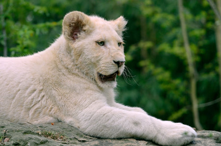 Closeup of rare white lion cub (Panthera leo) lying on rock and viewed of profile