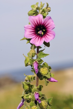 Closeup of Malva dendromorpha or the tree mallow (Lavatera arborea) in the dunes of the peninsula of Quiberon in Brittany in Franceの写真素材