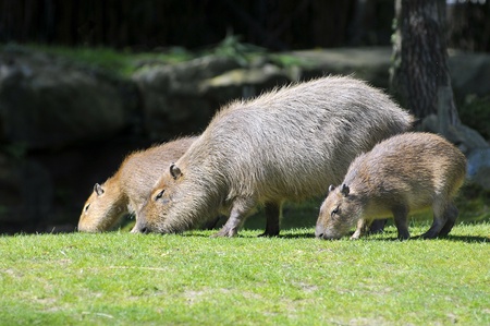 Capybara hydrochaeris with two young eating the grassの写真素材