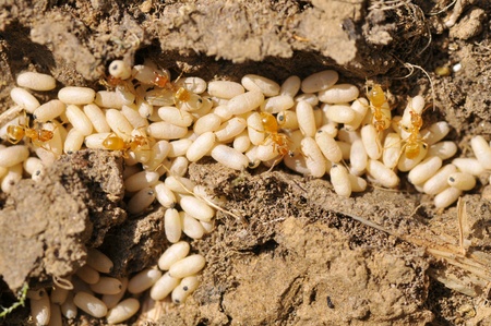 closeup red ants with their eggs (chrysalis) on the groundの写真素材