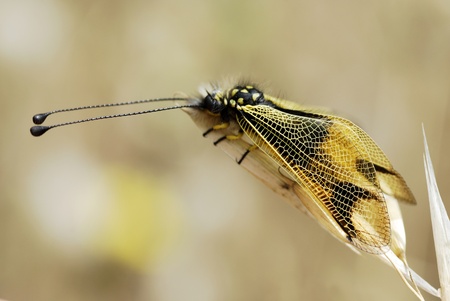Profile macro owl-fly (Libelloides longicornis) on a grassの写真素材