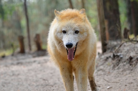Portrait of Arctic Wolf (Canis lupus arctos) mouth open in the forestの写真素材