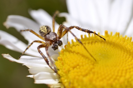 Macro of spider with big palps, on the yellow heart of daisy flowerの写真素材