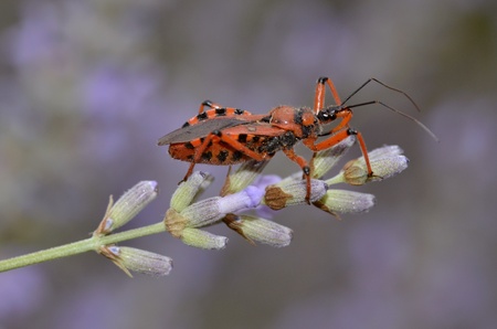 Macro of black and red assassin bug (Rhinocoris iracundus) on lavender flowerの写真素材