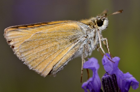 Macro of profile skipper butterfly on blue flowerの写真素材