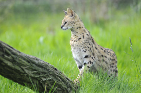 Serval (Leptailurus serval) view of profile in the grass and near of a trunk tree