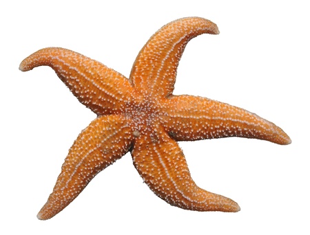 Starfish (Asterias rubens) isolated on white backgroundの写真素材