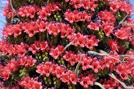 Macro red tower of jewels flower  Echium wildpretii , symbolic flower of the island of Tenerife, and is found mainly in Las Cañadas del Teideの写真素材