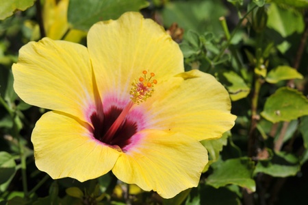 Closeup yellow hibiscus rosa-sinensis flowerの写真素材