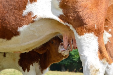 Closeup of brown and white calf suckling, department of the Sarthe in Franceの写真素材