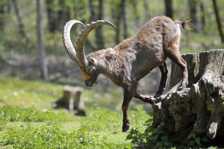 Profile male Alpine ibex (Capra ibex) jumping from a tree trunkの写真素材