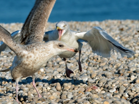 Juvenile herring gulls (Larus argentatus) fighting over on a beach of Normandy in Franceの写真素材