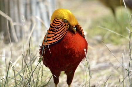 Closeup golden pheasant (Chrysolophus pictus) view of frontの写真素材